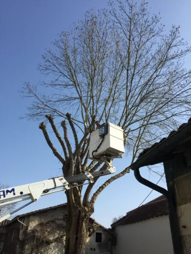Taille et élagage d'arbres et arbustes à La Rochefoucauld, Angoulême, Charente Élagage Pro