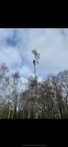 Aujourd’hui abattage d’un bouleau à Dignac, Angoulême, Charente Élagage Pro