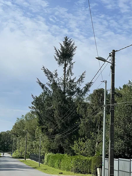 Élagueur disponible en urgence pour un arbre dangereux qui menace de tomber sur la route, Angoulême, Charente Élagage Pro