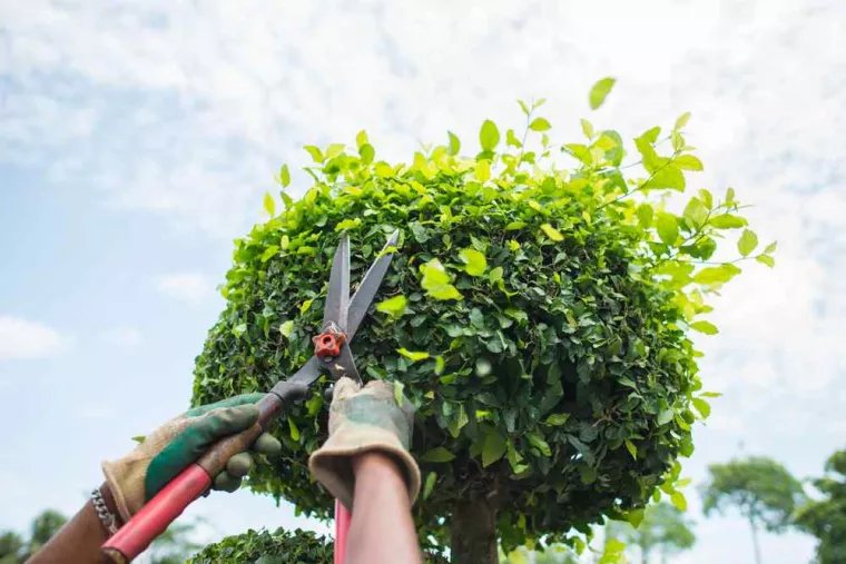 Entretien soigné pour un jardin familial avec taille d'arbustes et de haies, Angoulême, Charente Élagage Pro
