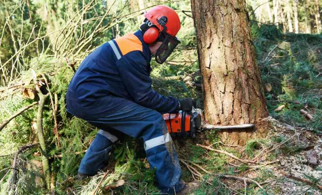 Abattage d’arbres endommagés par les intempéries, Angoulême, Charente Élagage Pro