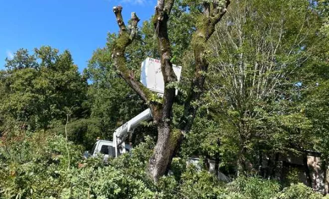 Travaux d'élagage, Angoulême, Charente Élagage Pro