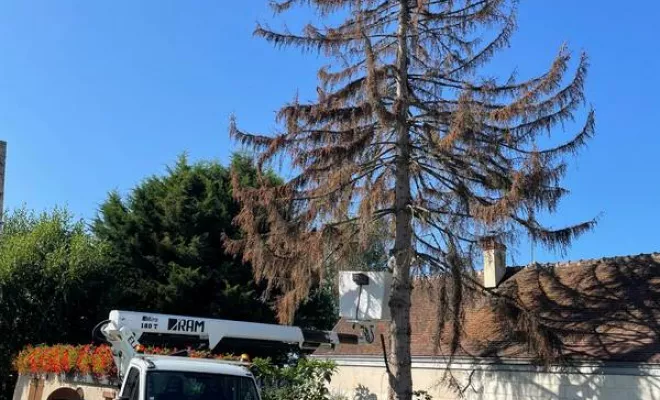 Travaux d'élagage, Angoulême, Charente Élagage Pro
